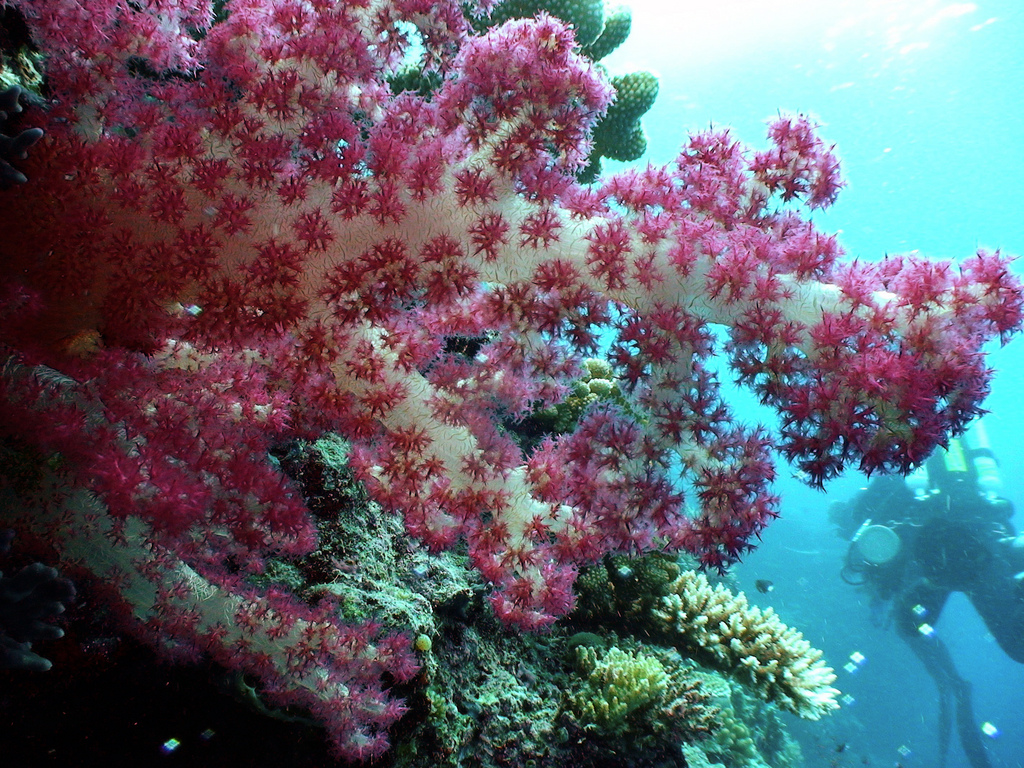 Divers inspect a large purple soft coral protruding from the surrounding rock wall. Image courtesy of Pacific Deep Reefs Exploration 2011, NOAA-OER